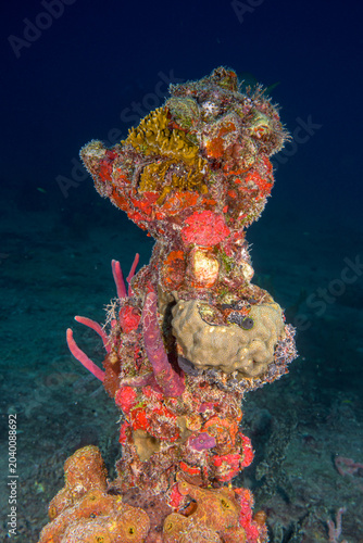 Foto Colorful marine sponges and coral encrusting a standing shipwreck structure in K