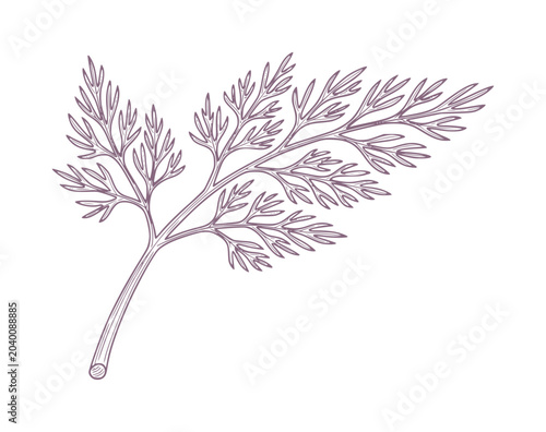 Φωτογραφία Delicate purple dill frond with intricate feathery leaves herb plant botanical