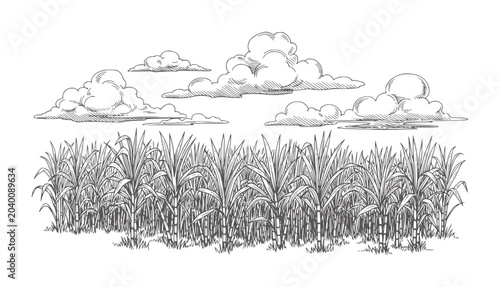 Hand drawn sugarcane field with fluffy clouds in a style plants stalks leaves