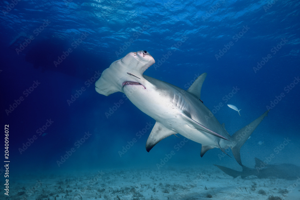 Obraz premium Great hammerhead shark swimming upward with a small remora fish near its mouth