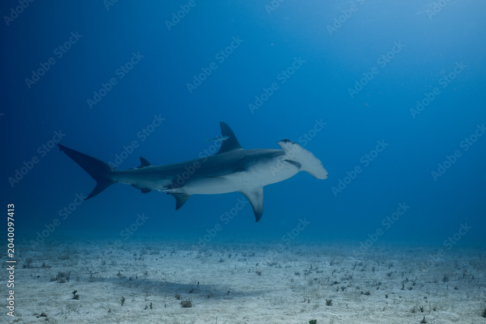 Fototapeta premium Great hammerhead shark swimming low over a sandy ocean floor in clear blue water