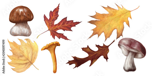 Tableau sur toile Hand drawn woodland collection featuring fly agaric mushrooms, fern leaves, acorns, tree branches
