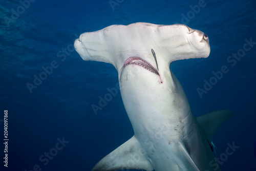 Cuadro en lienzo Close up underside view of a great hammerhead shark swimming showing mouth and t