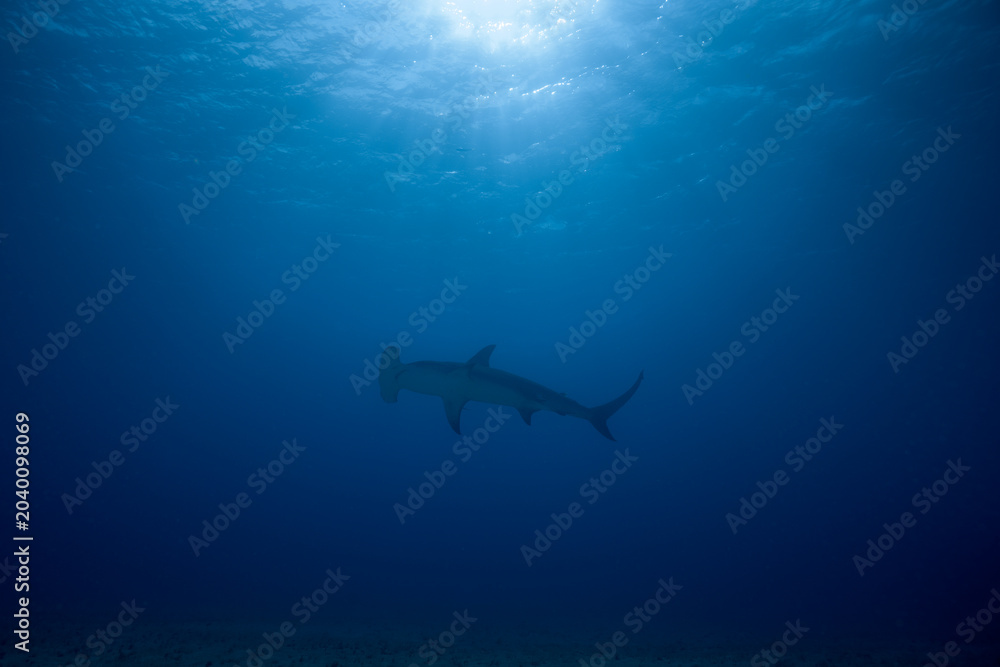 Fototapeta premium Silhouette of a great hammerhead shark swimming under sunbeams