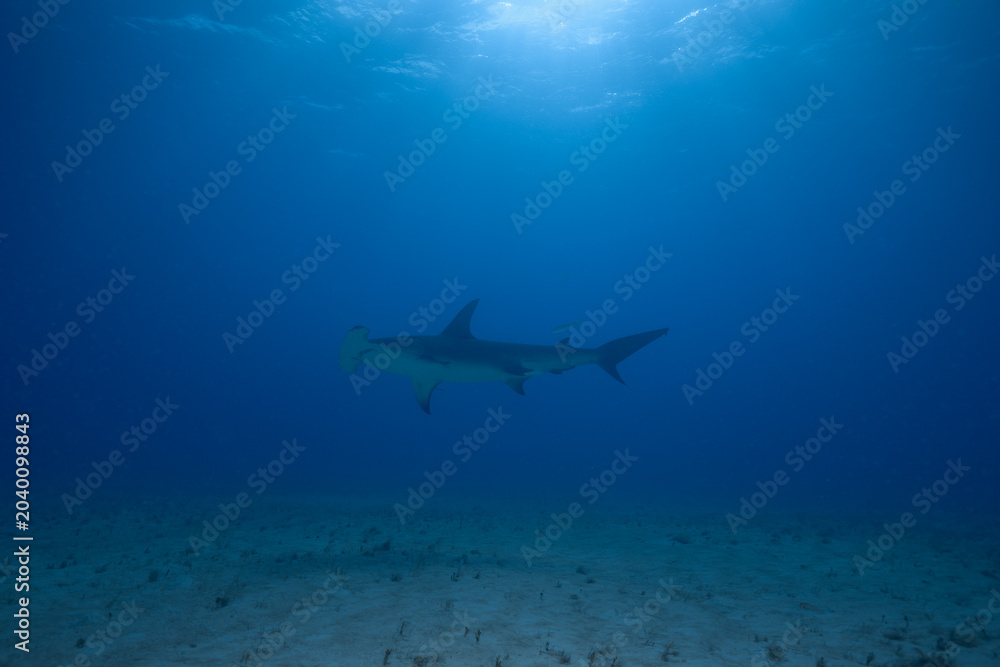 Fototapeta premium Great hammerhead shark cruising in the distance in clear blue water above a sandy seabed