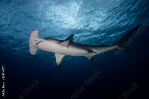 Great hammerhead shark swimming against sun surface background
