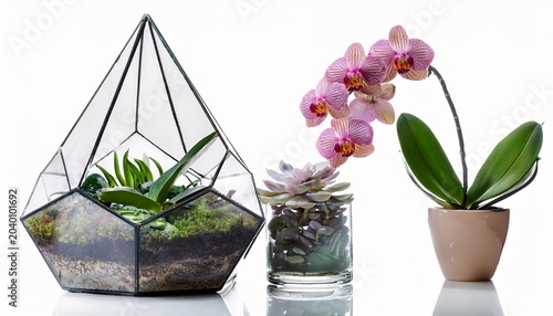 orchids and succulents in decorative pots and glass terrarium isolated on white