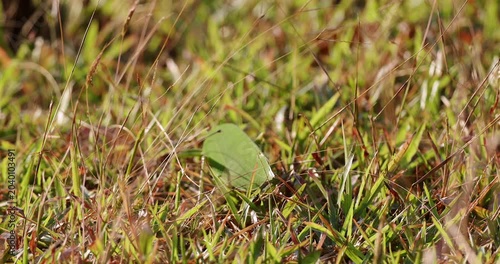 Green leaf-mimic katydid camouflaged among dry yellow and green grass in a meadow during a sunny day. Macro close-up shot showing natural mimicry and insect survival in the wild.