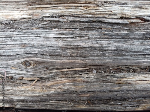 Obraz na płótnie Decaying old wooden pier texture with knot, heavily weathered rustic timber from