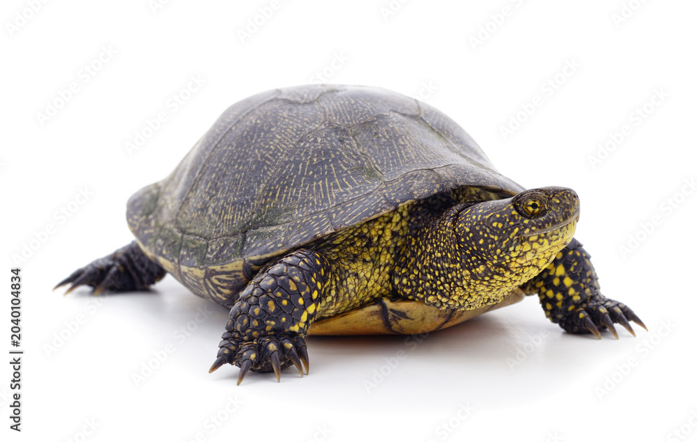 Fototapeta premium European pond turtle standing isolated on a white background.