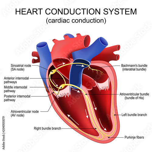 Photography Heart conduction system