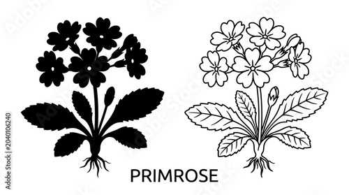 Bild auf Leinwand primrose flower silhouette and line drawing botanical