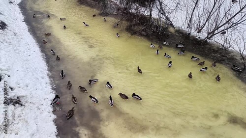 Flock of Ducks in Frozen River — Winter Wildlife Background for Films