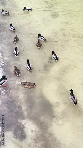 Ducks Swimming in Shallow Murky Water — Wildlife Background for Films