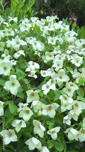 white kousa dogwood flowers on a green bush in a garden, vertical video