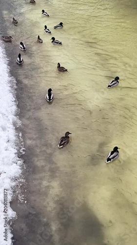 Ducks Swimming Near Ice Edge — Wildlife Background for Films