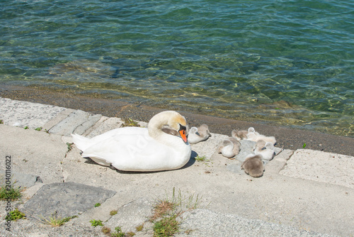 Valokuva Cygne blanc veillant sur ses cygneaux au bord d’un lac