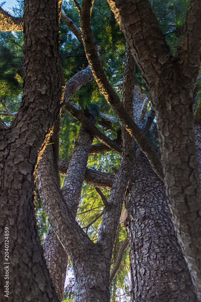 Obraz premium Tall Pine Trees With Intertwined Trunks In Forest