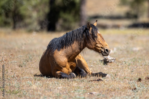 Foto Wild horse buckskin stallion laying down in the Apache Sitgreaves National Fores
