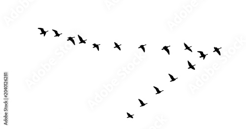 Canvas Print Png flock of birds flying in sky isolated clear background