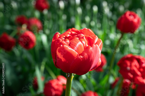 Tableau sur toile Red Peony Tulip with Water Drop in Sun Light