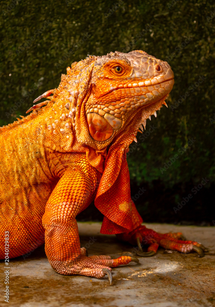 Fototapeta premium A close-up of an iguana. A beautiful, multicolored lizard with vibrant, colorful skin. An exotic, tropical animal.