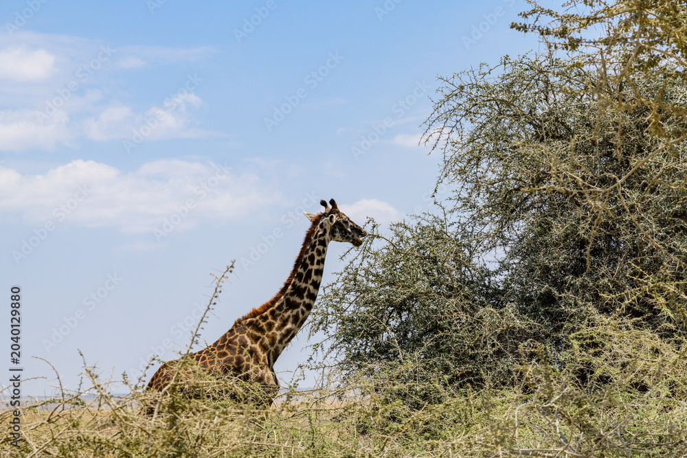 Fototapeta premium Giraffe (camelopardalis) at the Serengeti national park, Tanzania. Wildlife photo