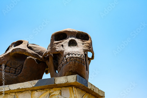 Sculpture of Skulls of Paranthropus (left) and Homo Habilis (right) at the entrance Olduvai Gorge Museum. Ngorongoro Conservation Area, Tanzania