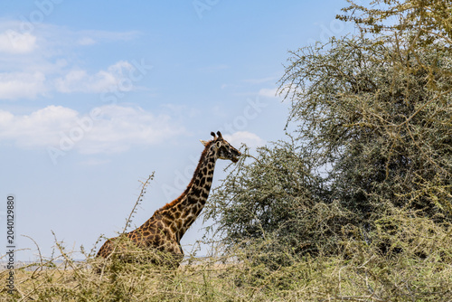 Valokuva Giraffe (camelopardalis) at the Serengeti national park, Tanzania