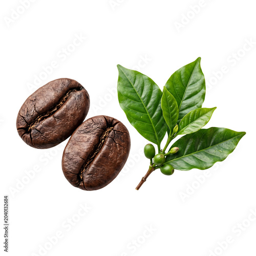 Realistic roasted brown coffee beans next to a fresh green coffee plant branch with leaves and unripe berries, on a pure white background