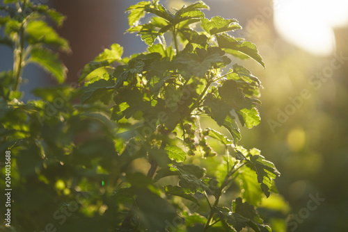 Canvastavla A redcurrant bush with clusters of green berries in the sunlight