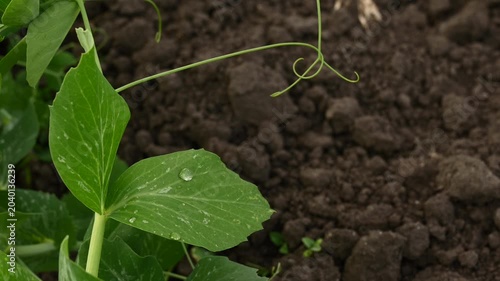 Young green pea stem with leaves and tendrils covered in raindrops swaying in wind on black soil garden bed. Growing organic vegetables in home garden.