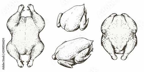 Fotografie Drawn Chicken Illustrations In Pen And Ink Style White Background