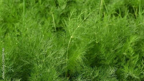Lush young green dill shoots swaying in wind on field. Fresh herbs growing for cooking and food preparation.