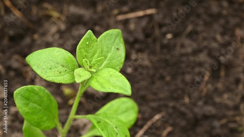Young petunia seedling close up on soil background under spring rain drops.