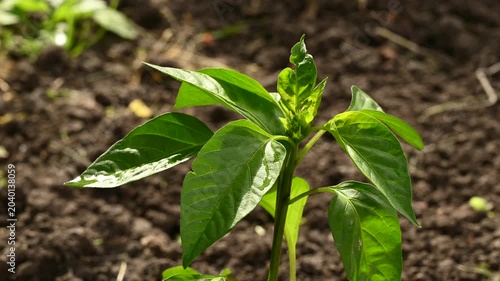 Close up of young hot pepper stem with buds, green leaves and unopened flowers swaying in warm spring sunlight on garden bed.