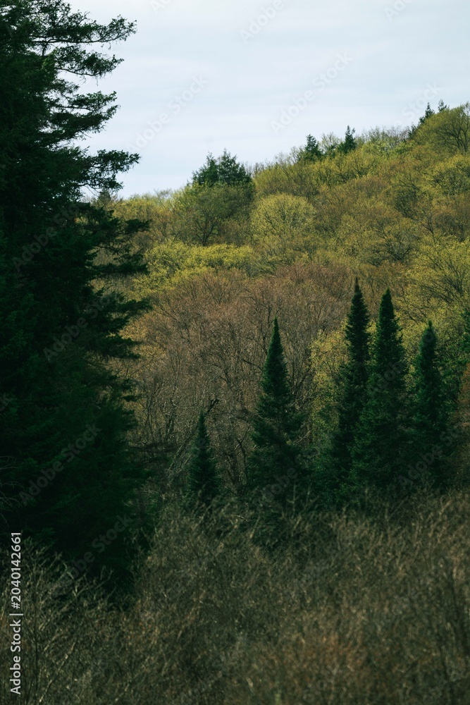 Fototapeta premium Dark Pines