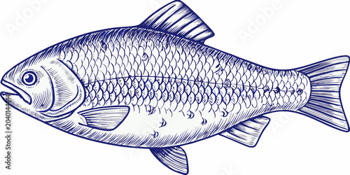 Photos Fish Engraving A Detailed Blue Line Art Illustration On White Background