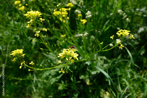 Brown wesp on yellow hill mustard. Little brown wesp on Bunias orientalis an invasive plant not native to Germany.