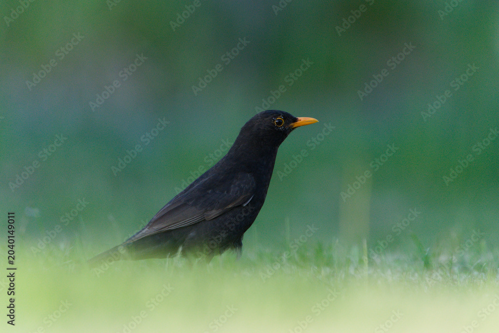 Fototapeta premium Male common blackbird standing on green grass lawn, Turdus merula