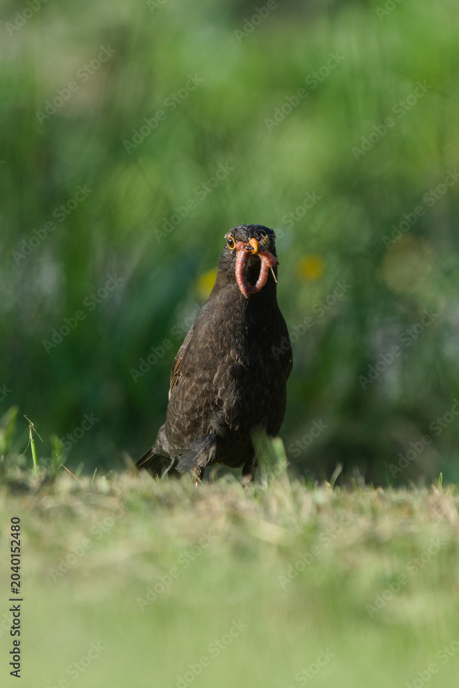 Fototapeta premium Male common blackbird with earthworms in its beak on green grass, Turdus merula. Common bird in Czech republic.