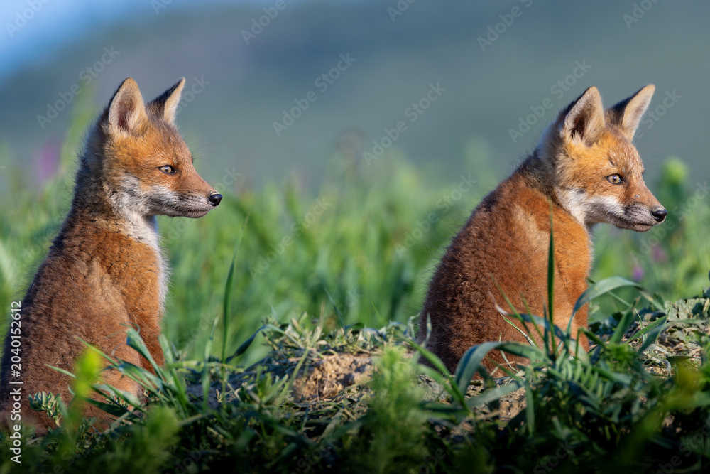 Obraz premium two fox cubs near den