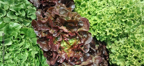 Fotografie salade
