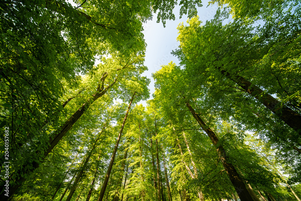 Fototapeta premium Sun rays shining through forest trees in a green summer landscape with natural light and foliage