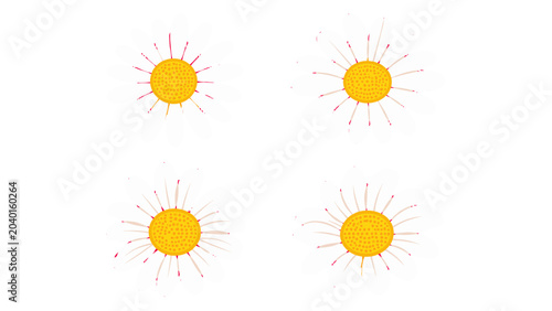 Photos Set of four white daisy flower heads with yellow centers