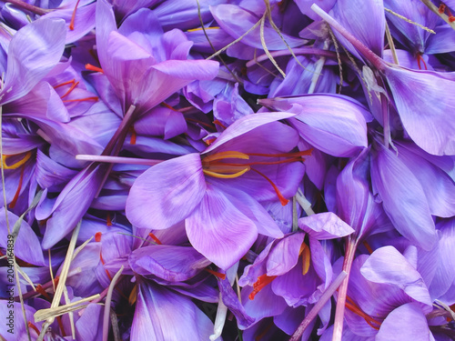 Top-down horizontal view of a dense pile of freshly harvested purple saffron crocus flowers