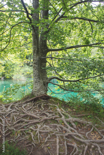 Foto Extensive tree root system sprawling across the ground beside a vibrant turquois