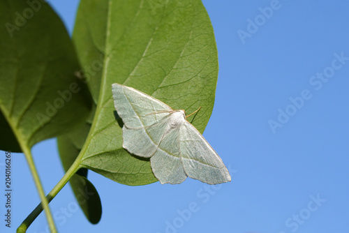 Geometer moth Light emerald (Campaea margaritata). Family Ennominae. Underside leaf of a lilac, Spring, May, Netherlands.