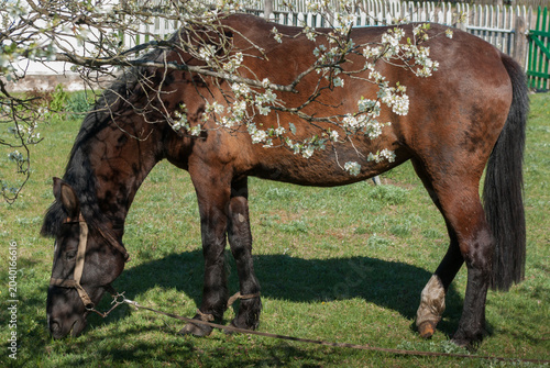 Brown horse grazing on green grass under blooming cherry tree branch in countryside.