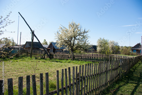 Wooden old rural house among the spring flowering trees.